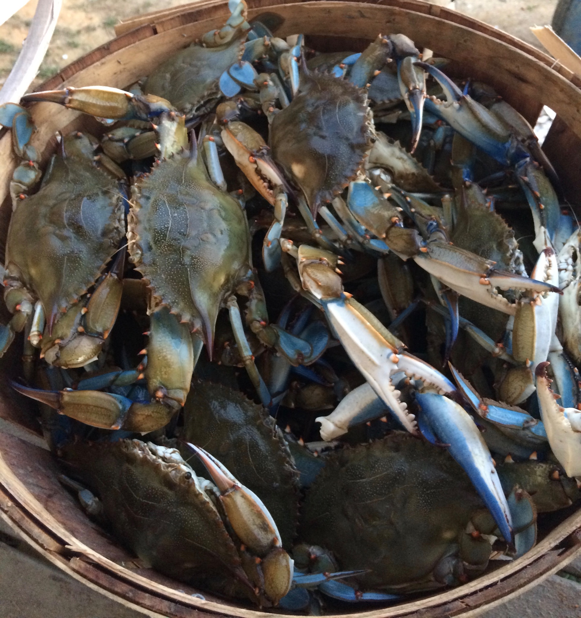 Patuxent Seafood Company, LLC Home