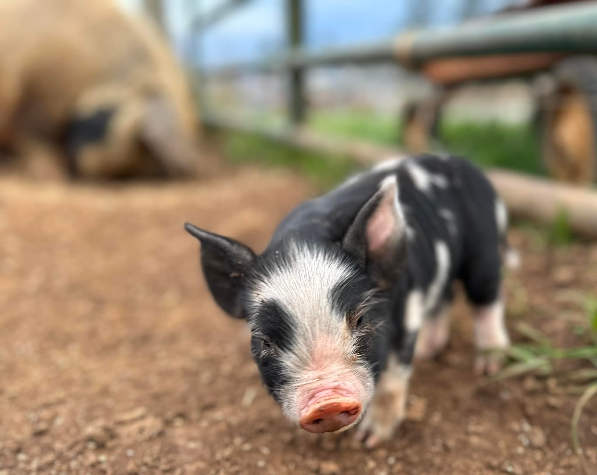 The Gornick Family Farm