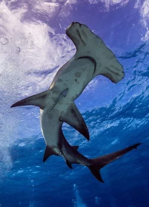 Hammerhead sharks are instantly recognizable with their distinct t