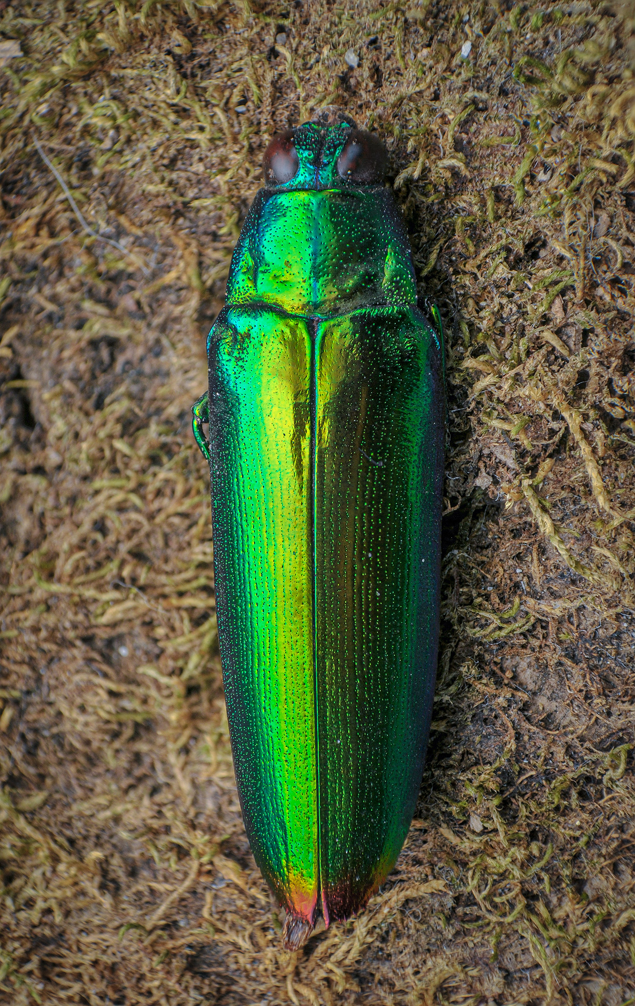 Chrysochroa fulgidissima in Japan