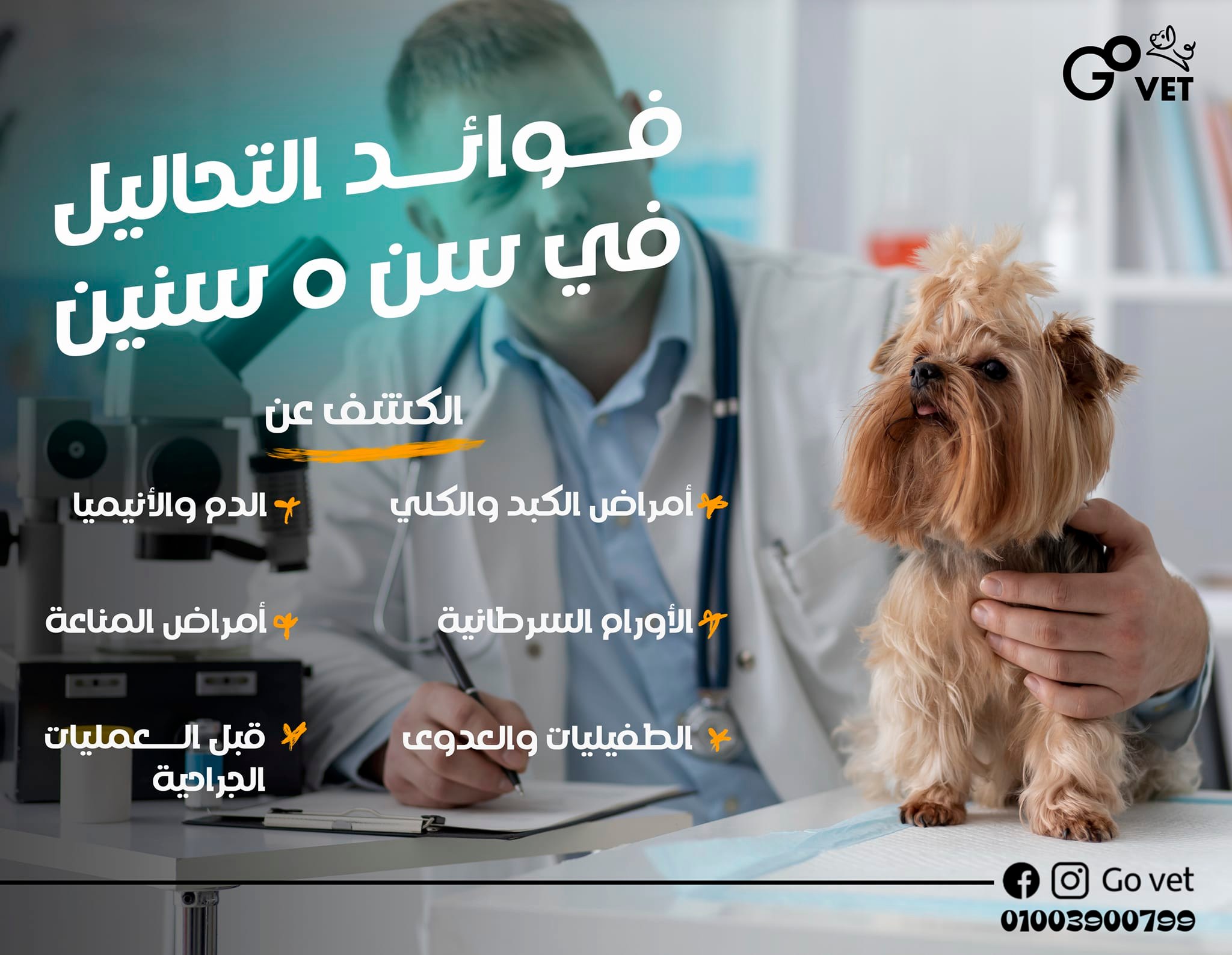 Go vet - A new service is now available! 😻 Now you can... | Facebook