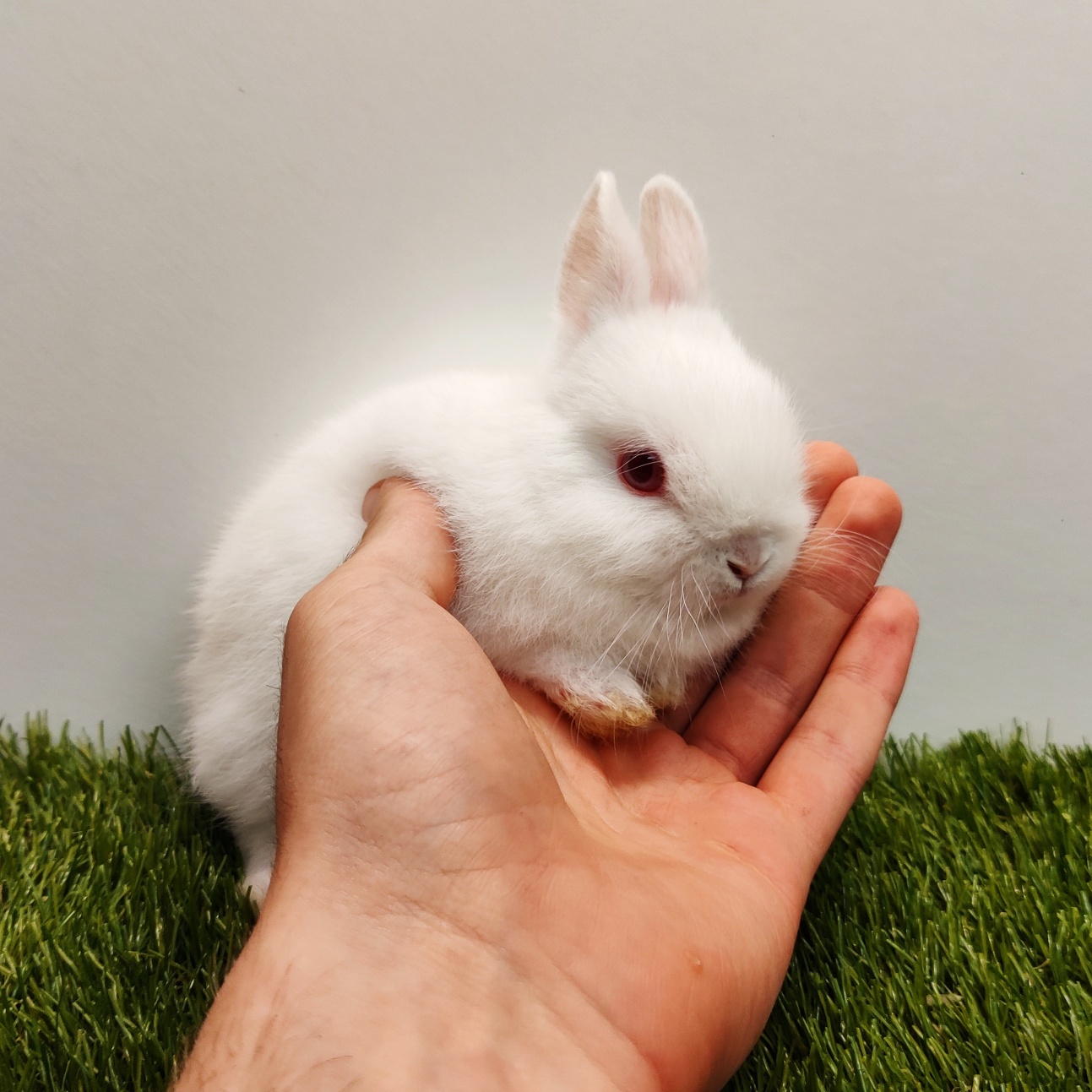 The Rabbitry UK | Beverley
