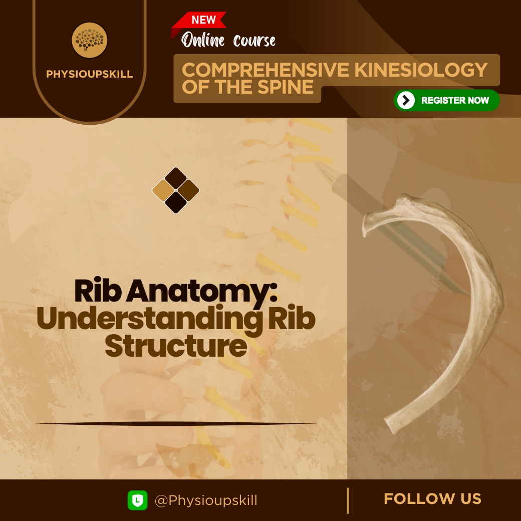 PhysioUpskill - Ribs anatomy: Understanding Rib Structure . กระดูก ...