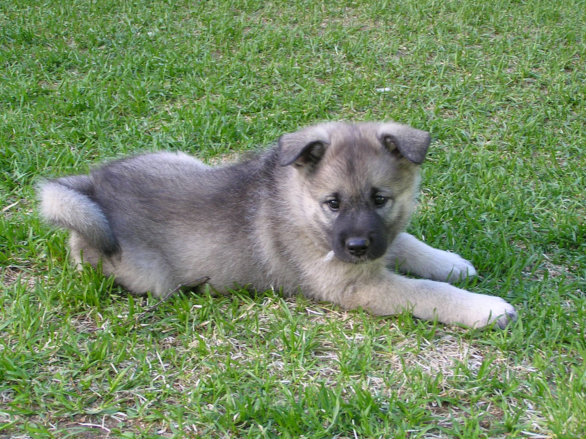 🐕 FI KVA Suonkulman Giira on astutettu... - SUONKULMAN KENNEL | Facebook