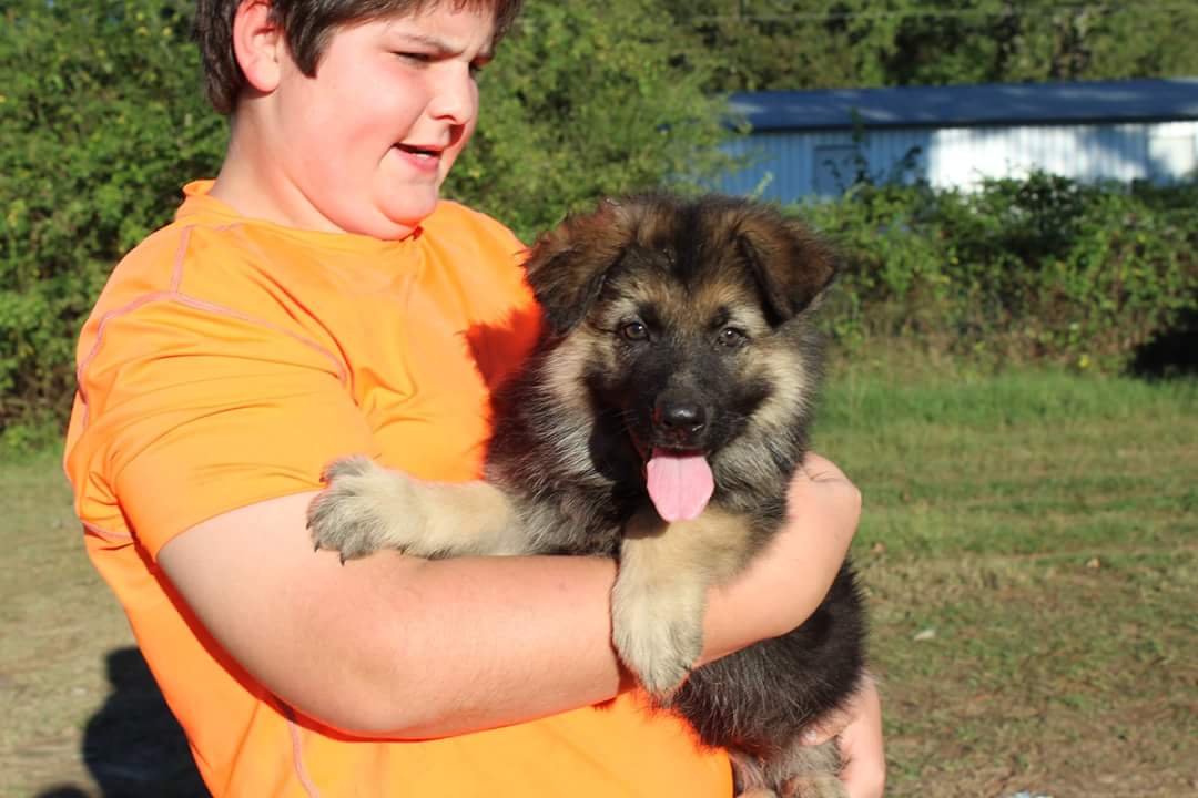 Big Red Texas... - Big Red Texas German Shepherds Ranch