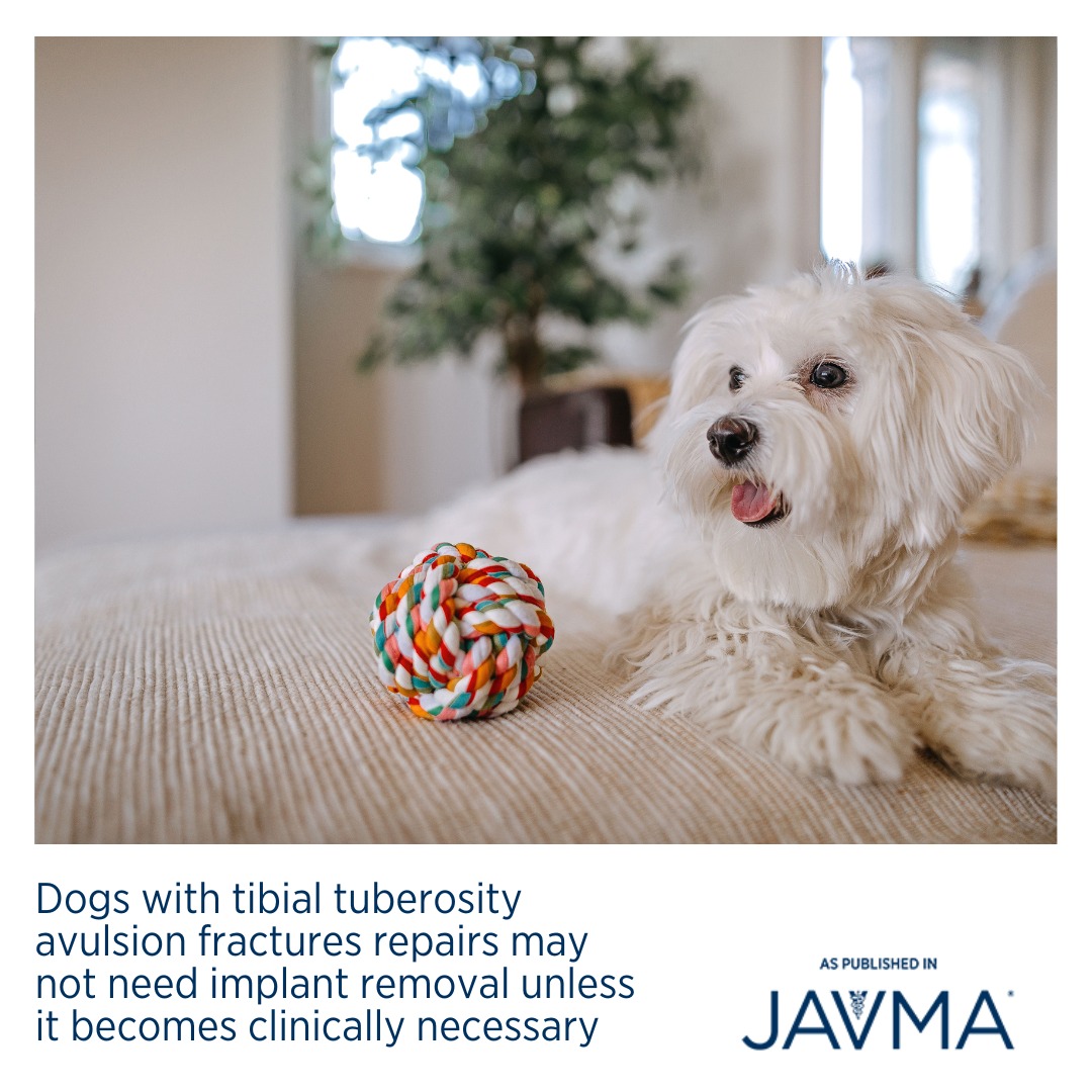 Immature dogs with surgically repaired tibial tuberosity avulsion ...