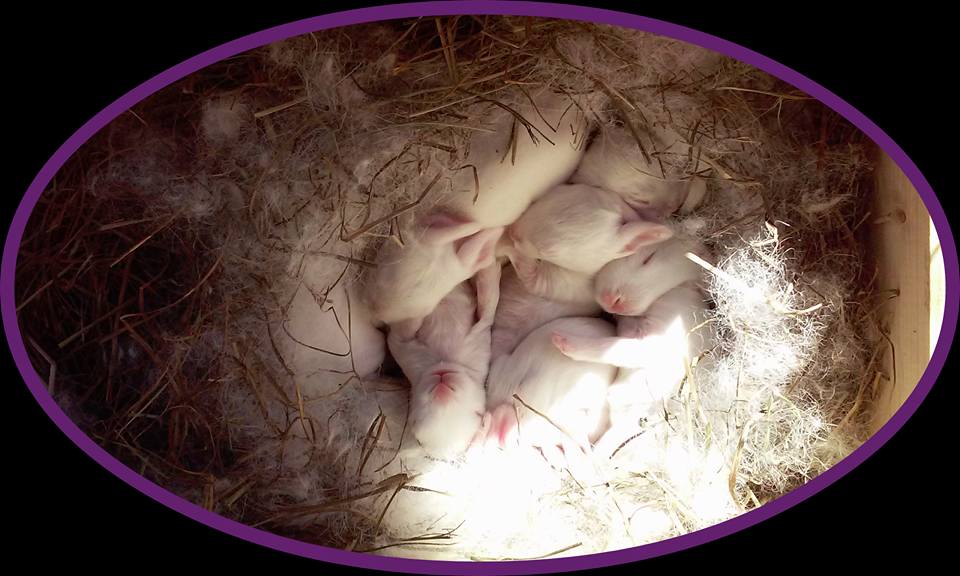 Lower Alabama Rabbits added a new... - Lower Alabama Rabbits