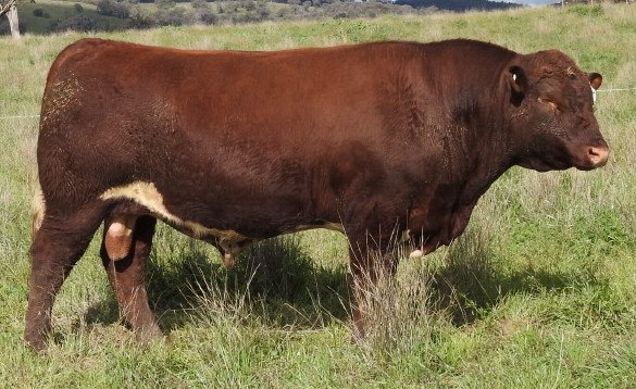 Dunbeacon Poll Shorthorns | Upper Horton NSW