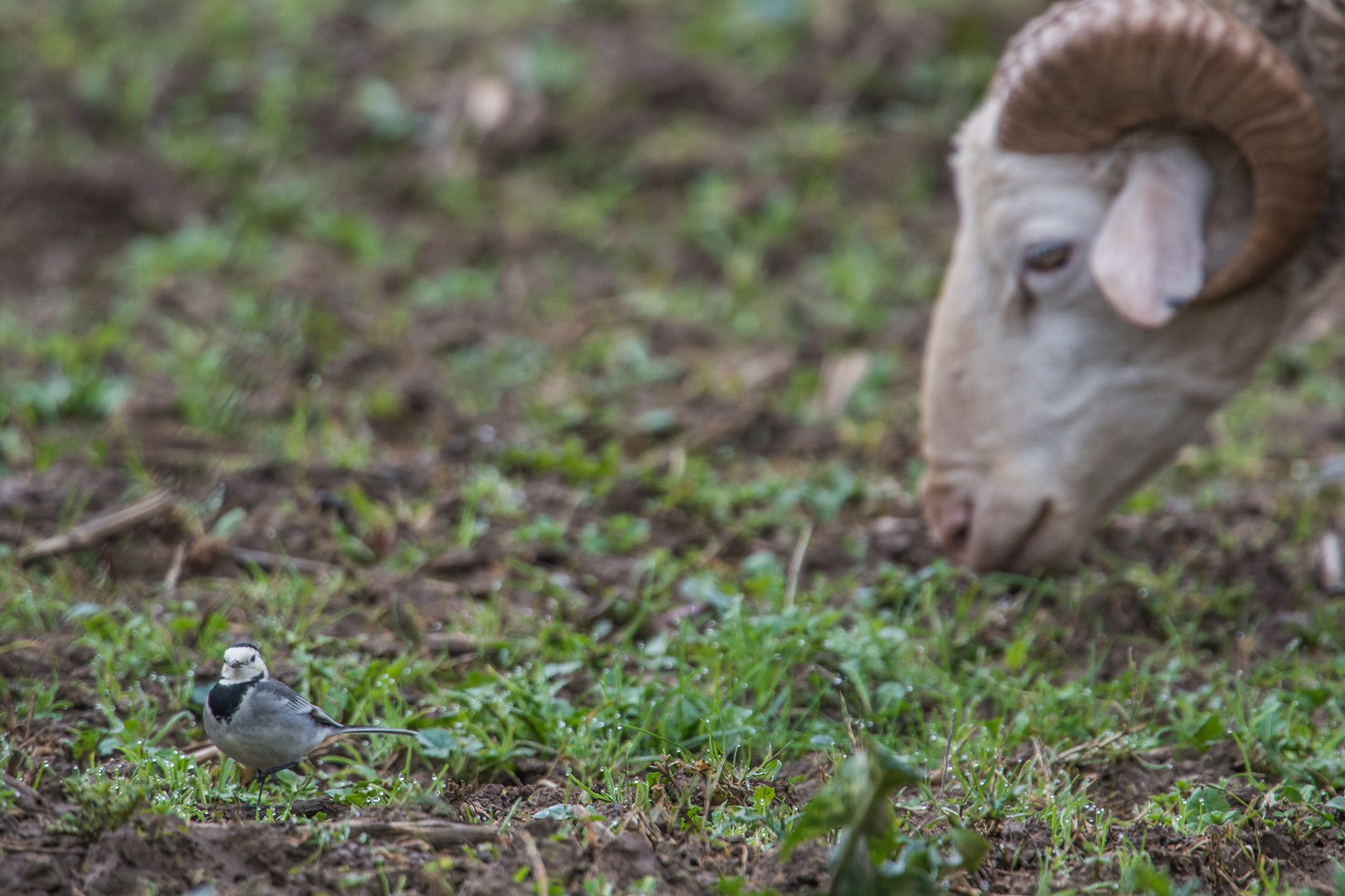 Master conservazione ambiente e fauna | Naples