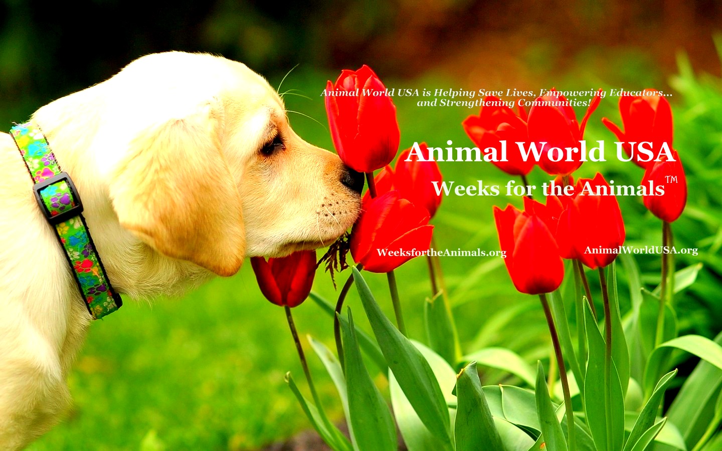 Humane World for Animals Australia - Dearest Gajraj, the elephant that ...