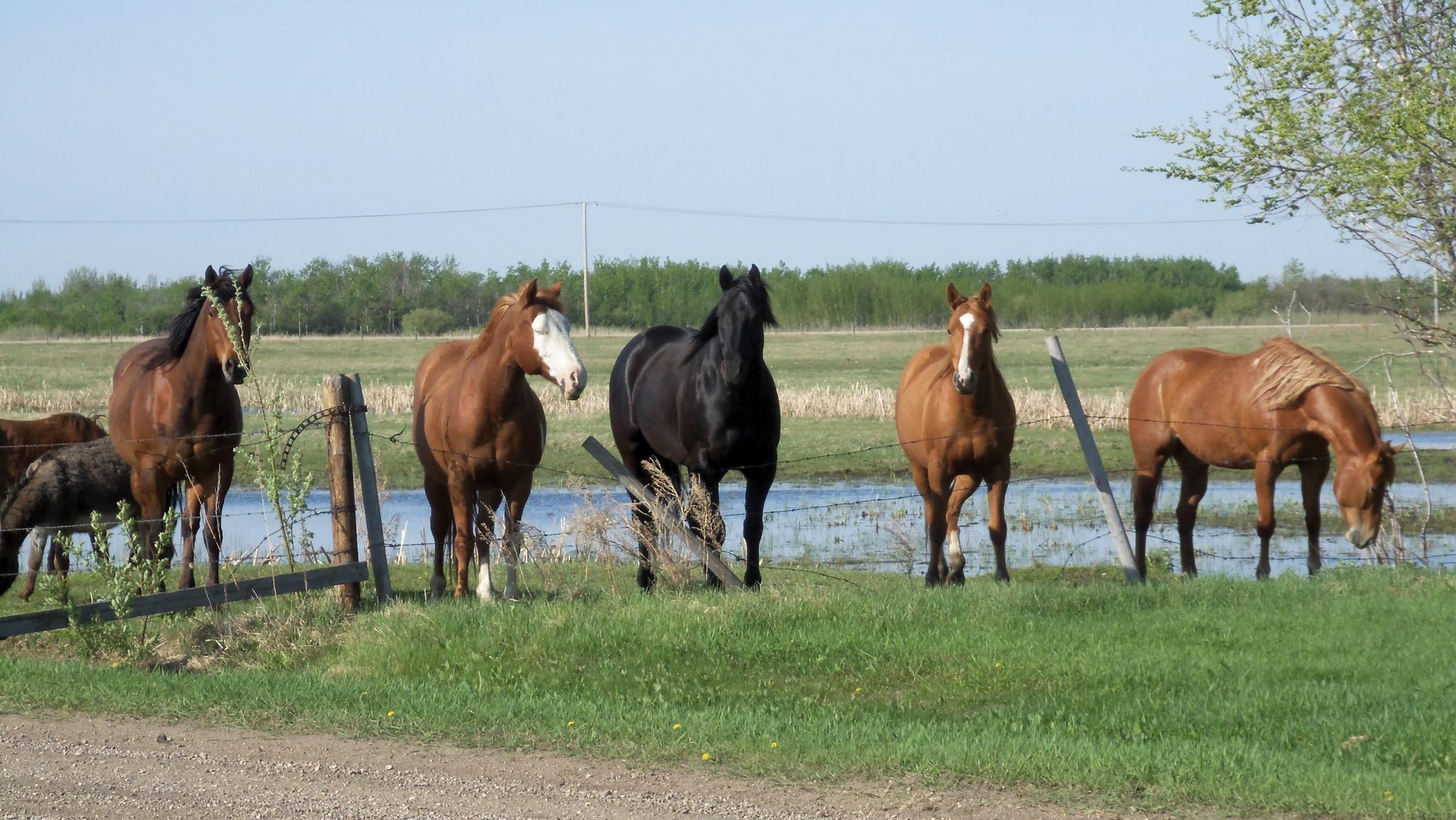 CR Ranch Saddle Shop | Saskatoon SK