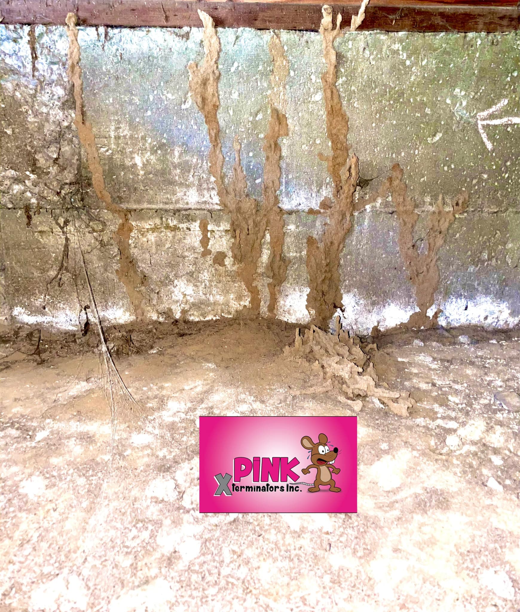 PINK - 🔊🎉🔊🎉🔊Happy Termite Tuesday! 🚨Subterranean Termites!! These ...