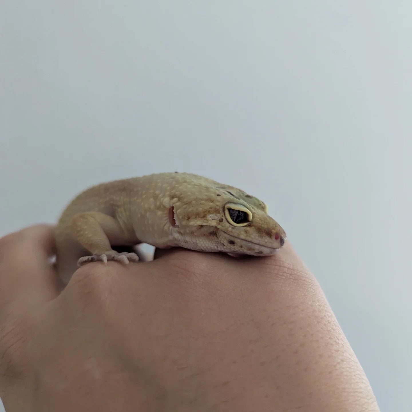 Ruby's Reptile Rescue | Pontypridd