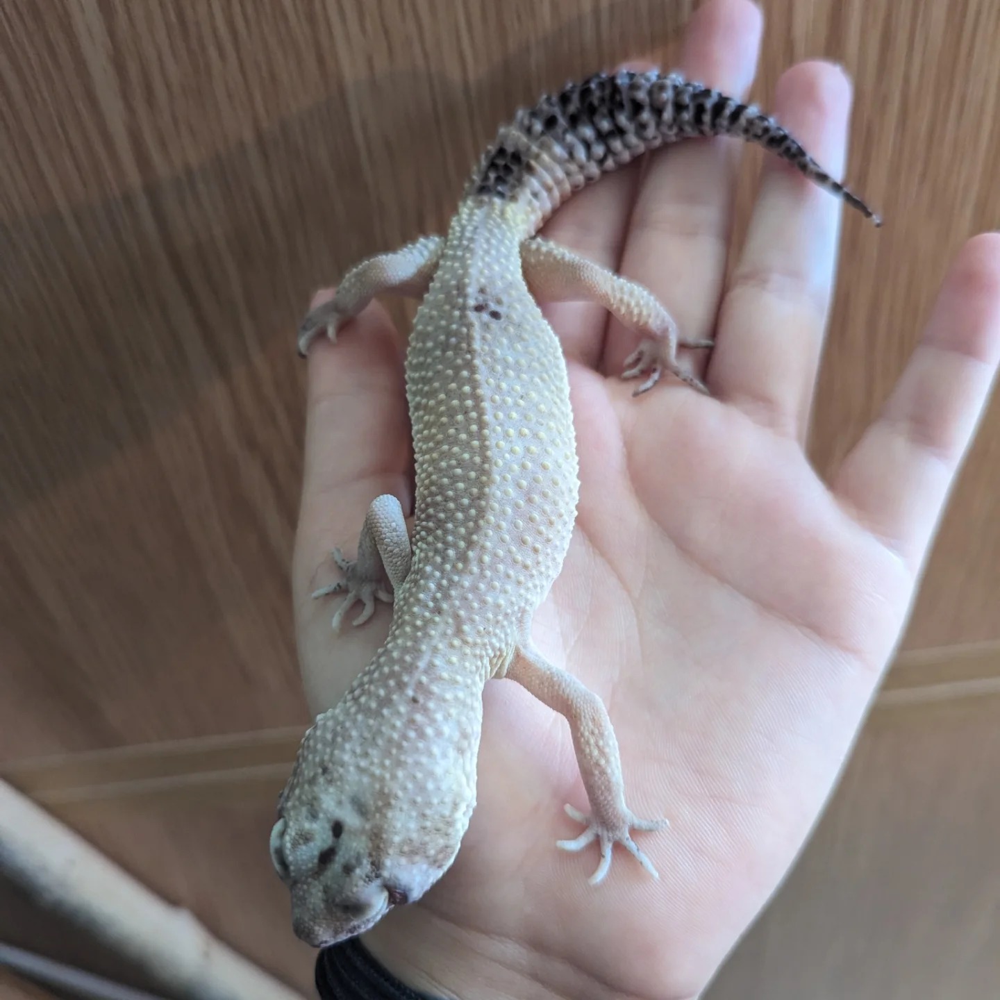 Ruby's Reptile Rescue | Pontypridd
