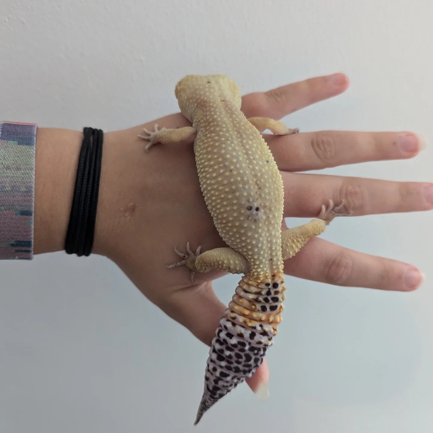Ruby's Reptile Rescue | Pontypridd