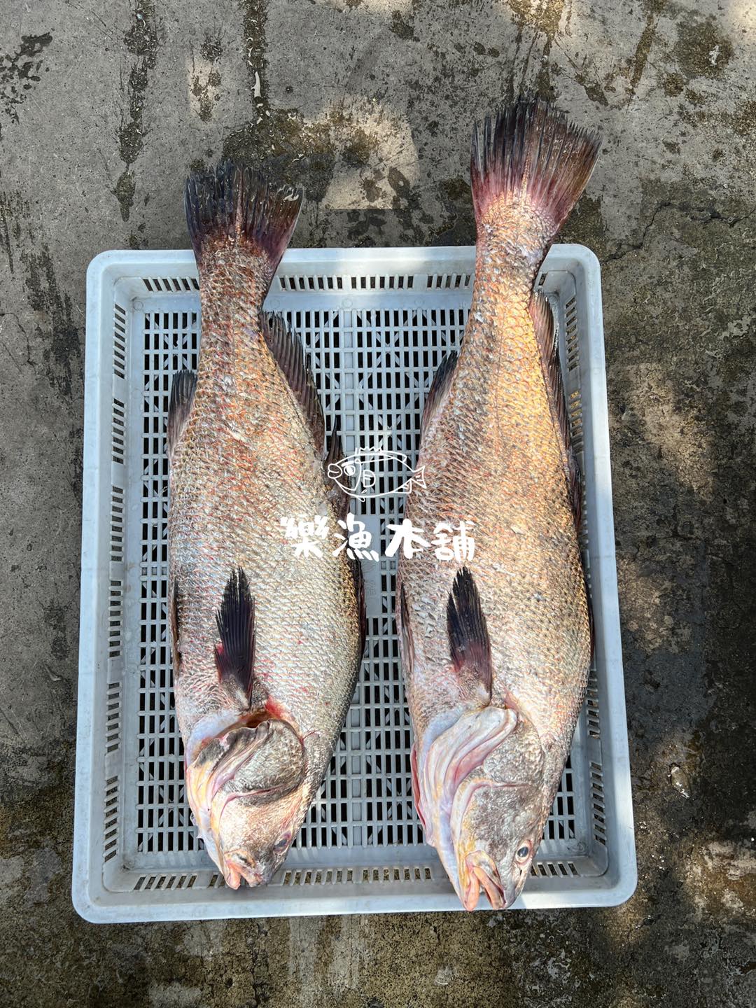 樂漁本舖 - 【黃口鮸】 鮸魚大致上分兩種 七星鮸、黃口鮸 黃口鮸的肉質較爲細緻 而且老一輩常說鮸魚的營養價值高... | Facebook