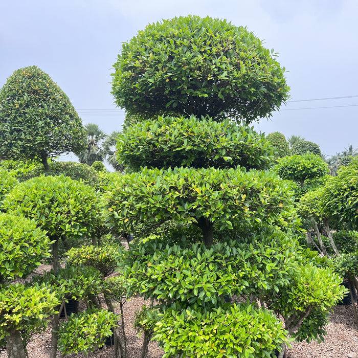 Midula Plants - Midula Plants added a new photo.