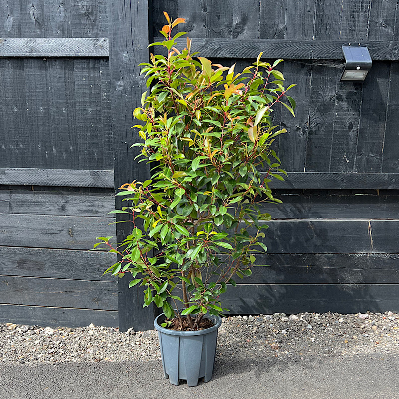 King and Co The Tree Nursery Ltd - 🔴Photinia x fraseri ‘Red Robin ...