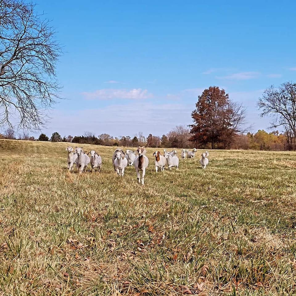 Three bull calves are now pending... - The Dancing Yak Ranch | Facebook