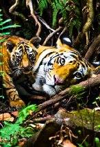 BrightFlame - BrightFlame #BrightFlameFilm To save the Sumatran Tiger ...