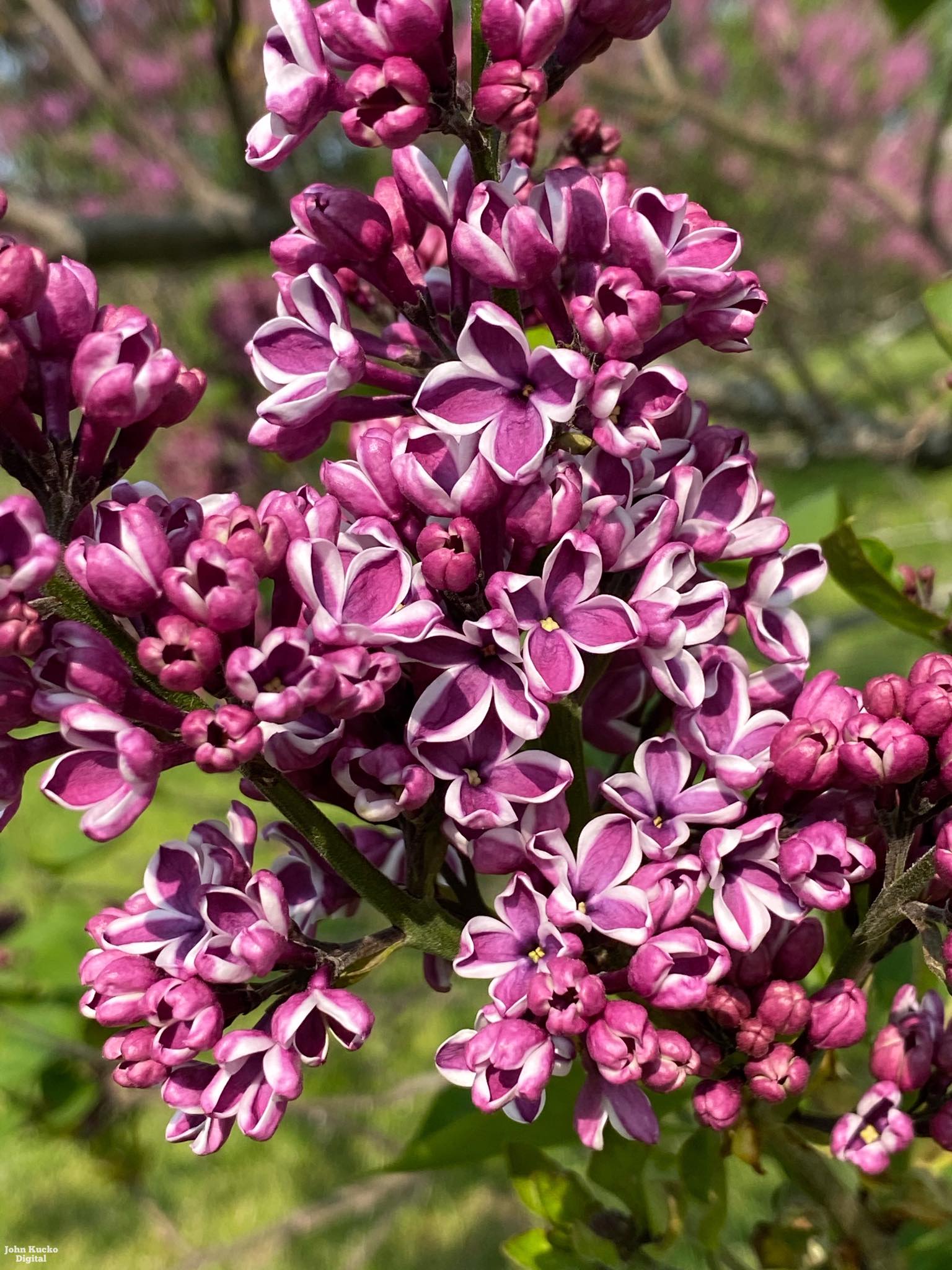 The Sensation Lilac: Of the 1800 lilac bushes and over 500