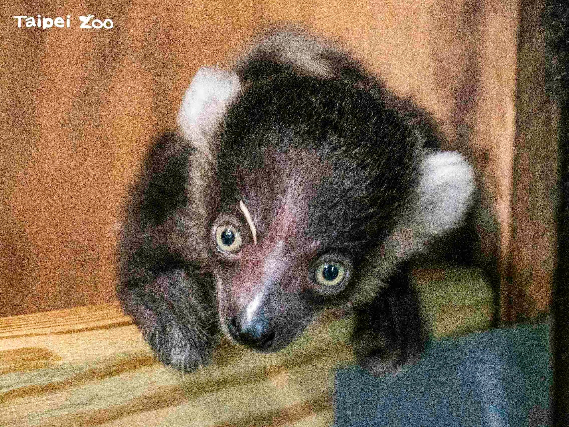【來動物園慶祝母親節 體驗自然親子愛相隨】... - Taipei Zoo 臺北市立動物園