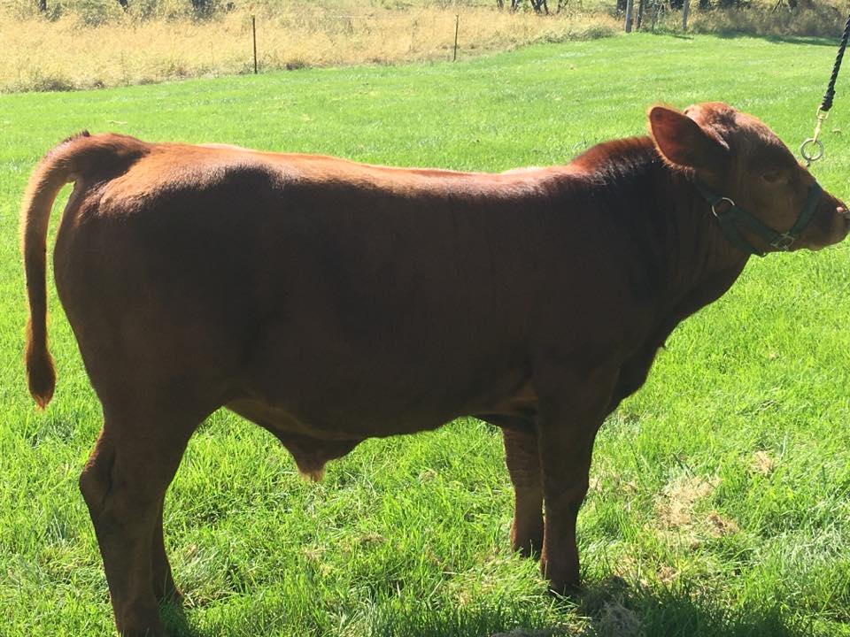 WCF Farms/ Hot Beef Cattle Co