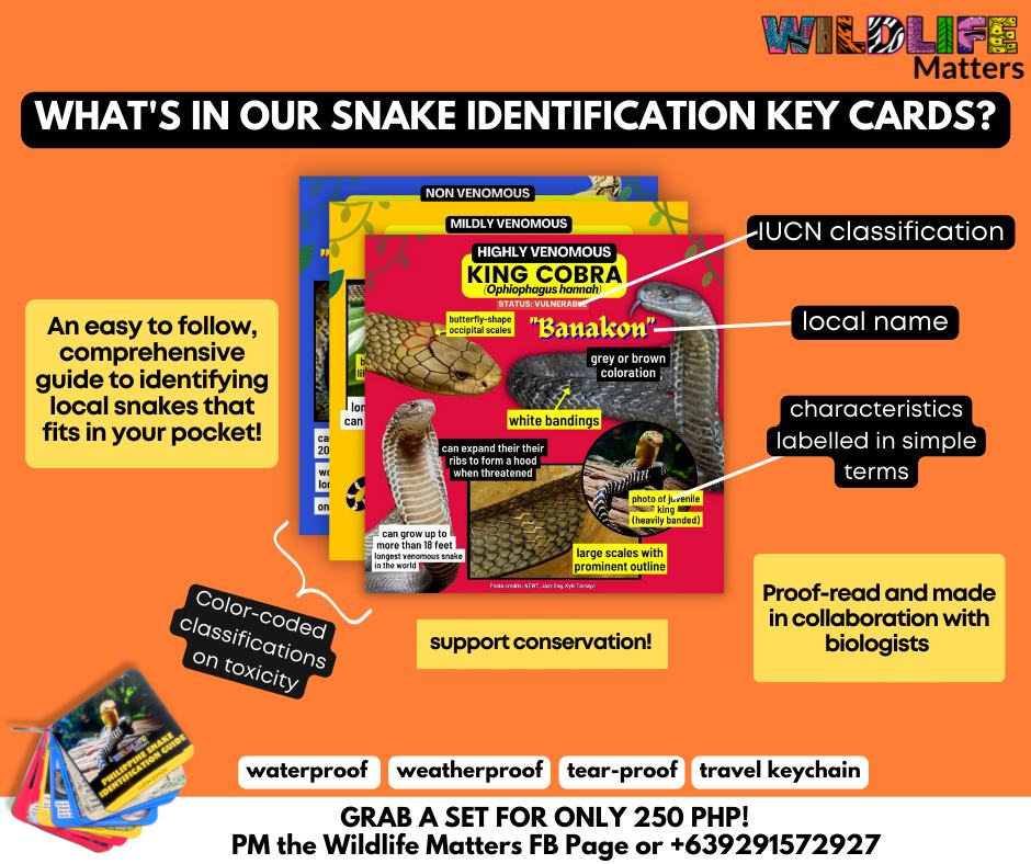 WHAT'S IN OUR SNAKE IDENTIFICATION KEY... - Wildlife Matters | Facebook