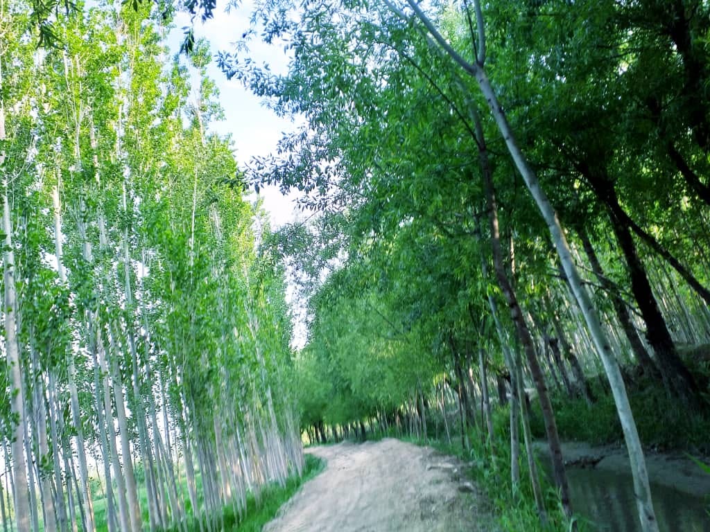 زما مینه وطن دی