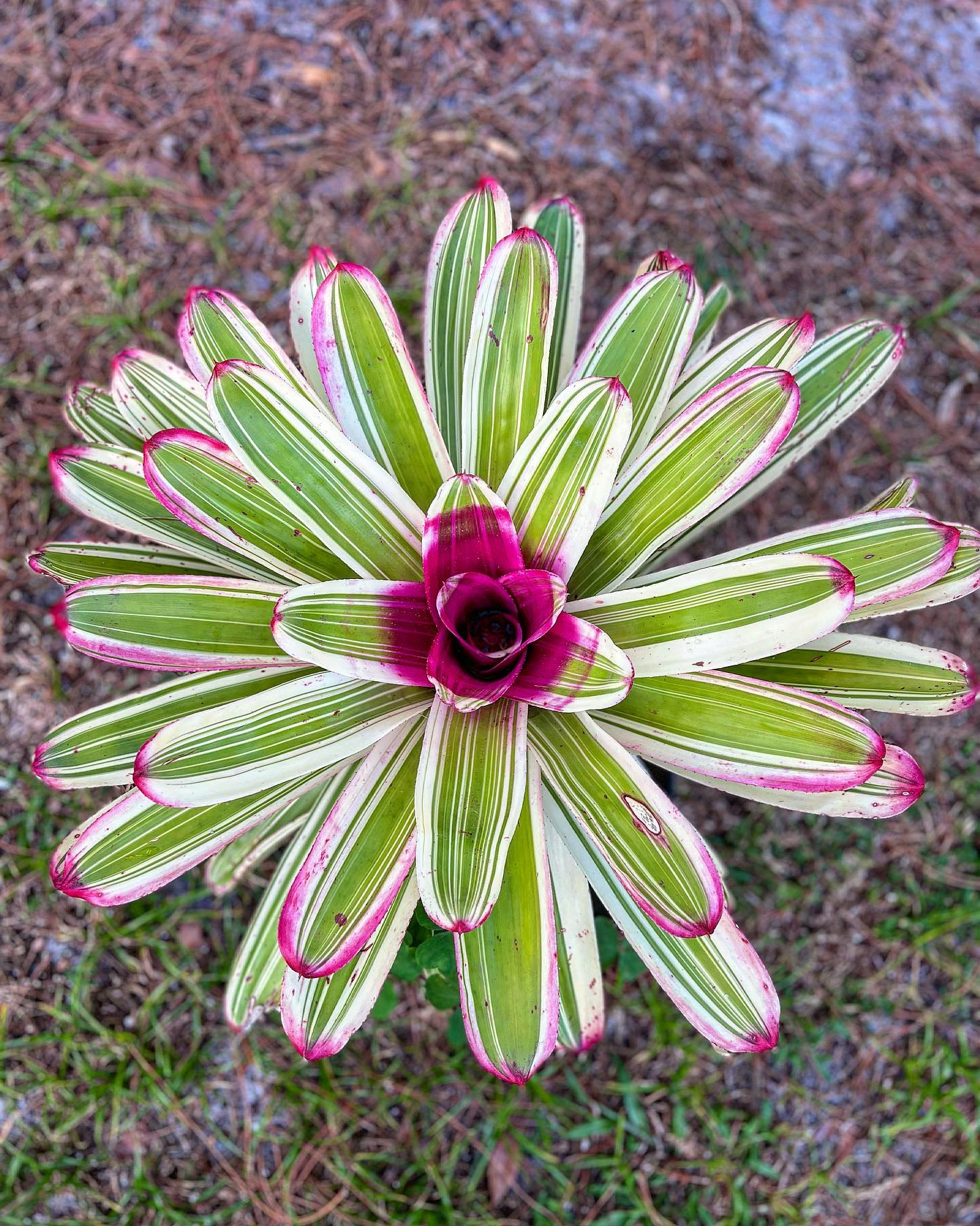 Neoregelia 'Highlander' bromeliad plant