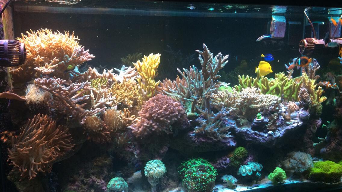 Center fish import