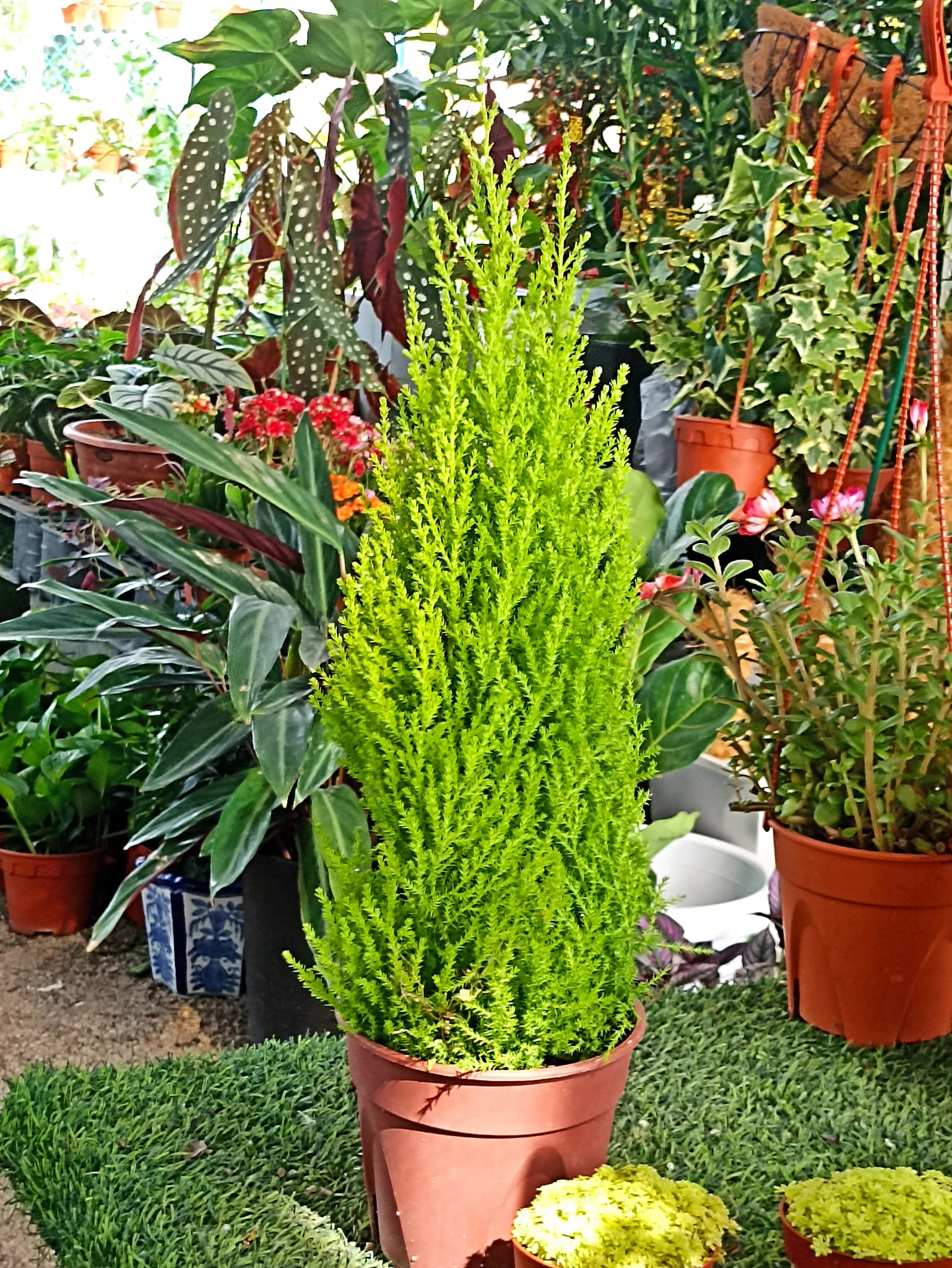 Nature Flora Garden Centre - 金冠柏（学名：Cupressus macrocarpa 'Goldcrest'）是柏 ...