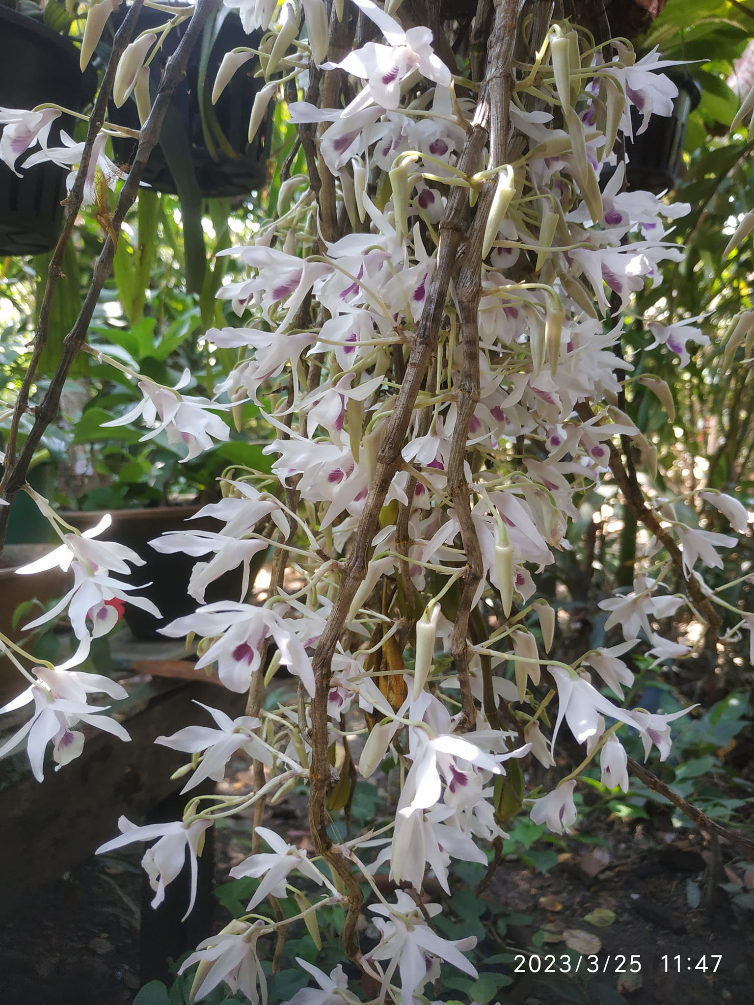 Very beautiful Myanmar orchid
