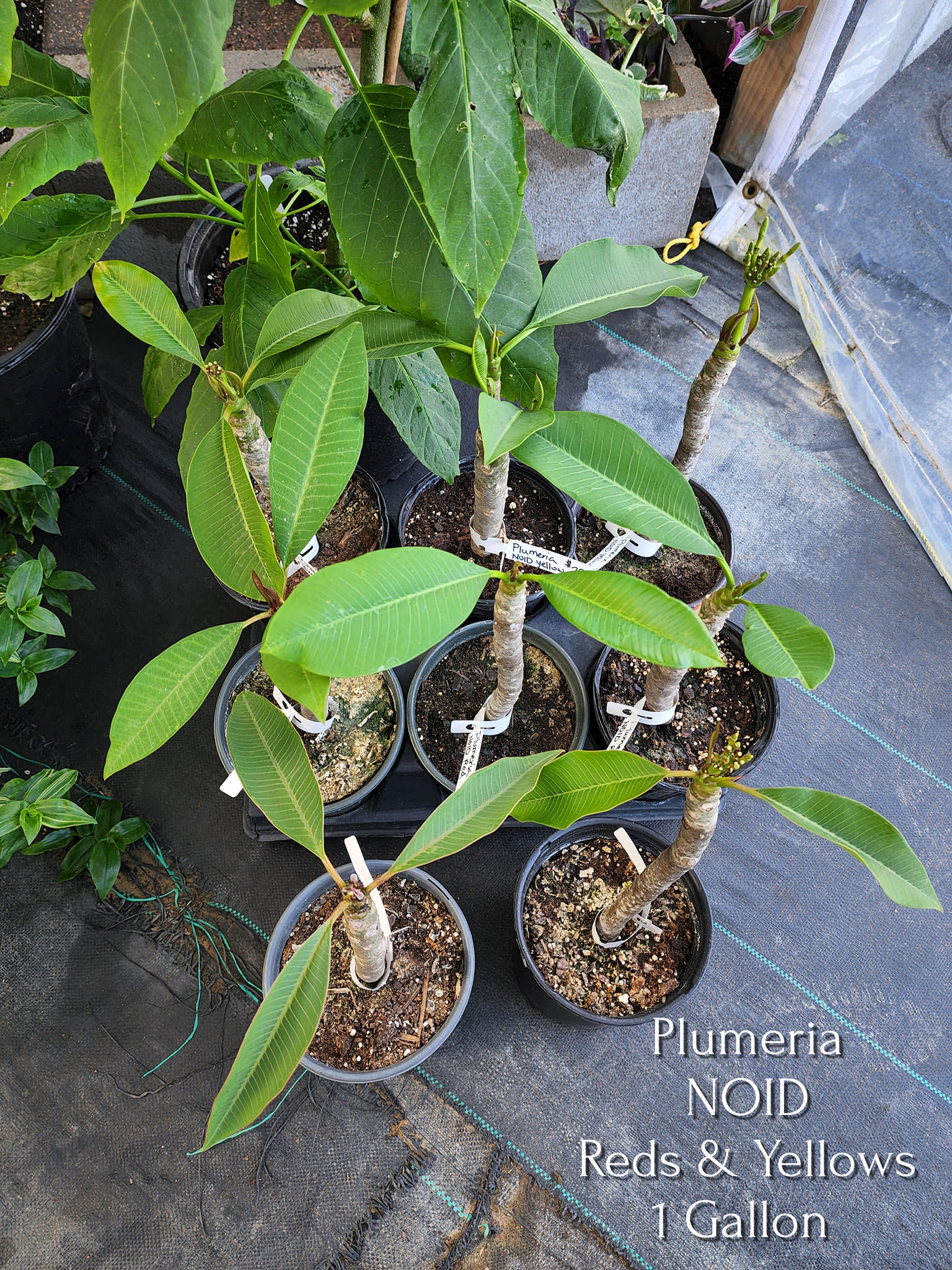 New plumeria inventory at Kimmy's nursery