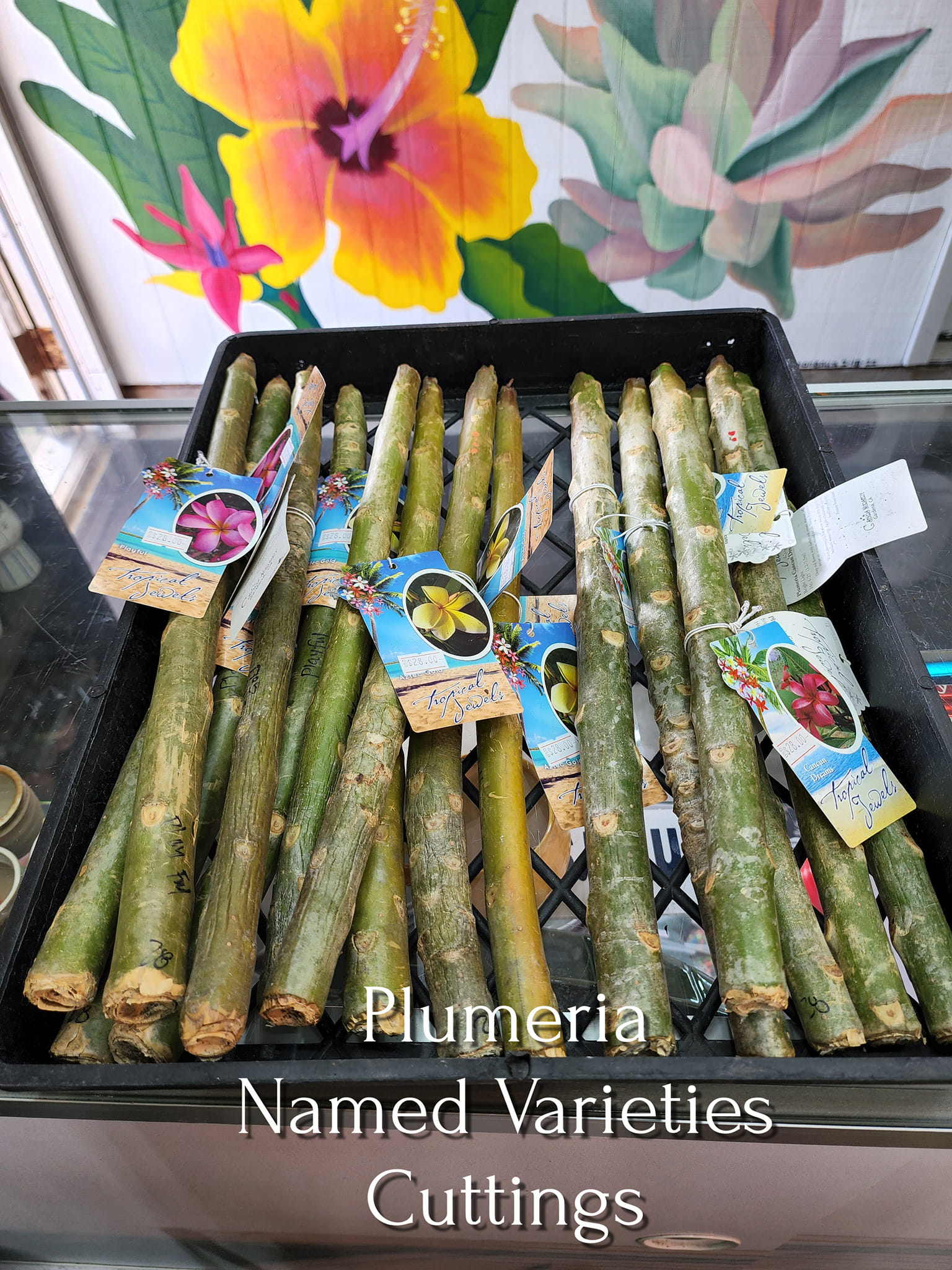 New plumeria inventory at Kimmy's nursery
