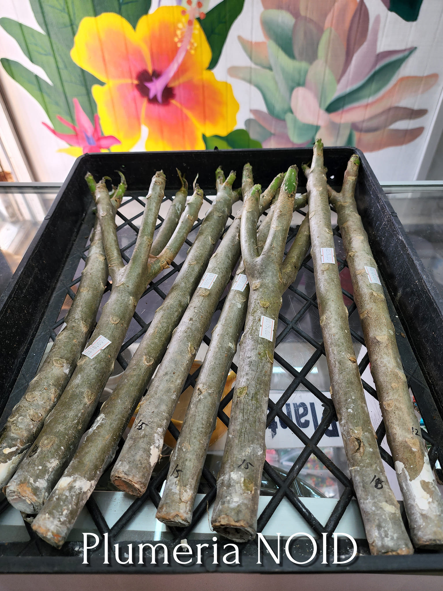New plumeria inventory at Kimmy's nursery