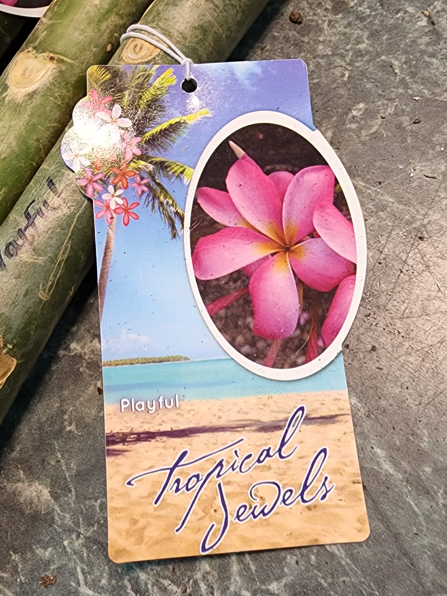 New plumeria inventory at Kimmy's nursery