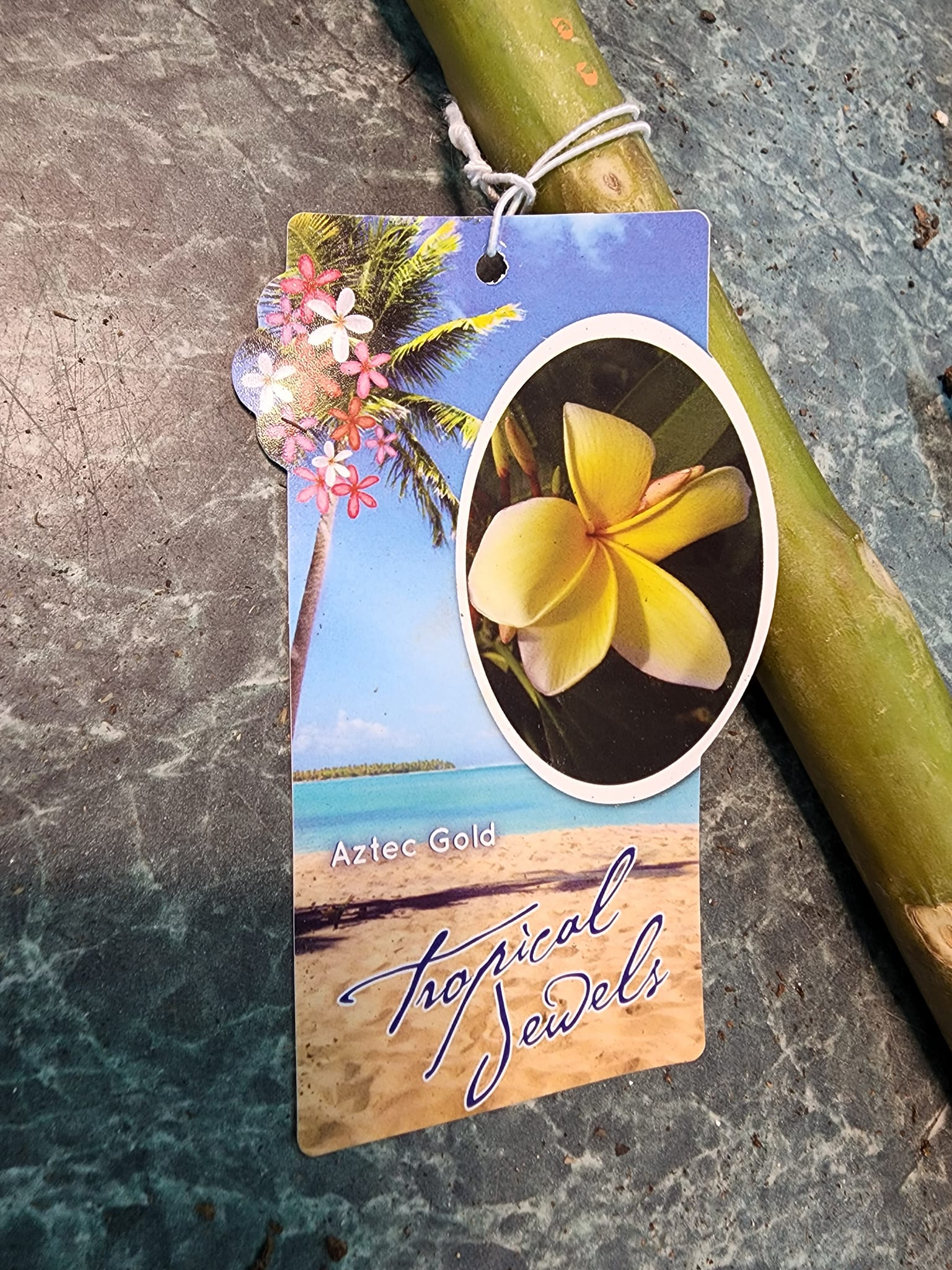 New plumeria inventory at Kimmy's nursery