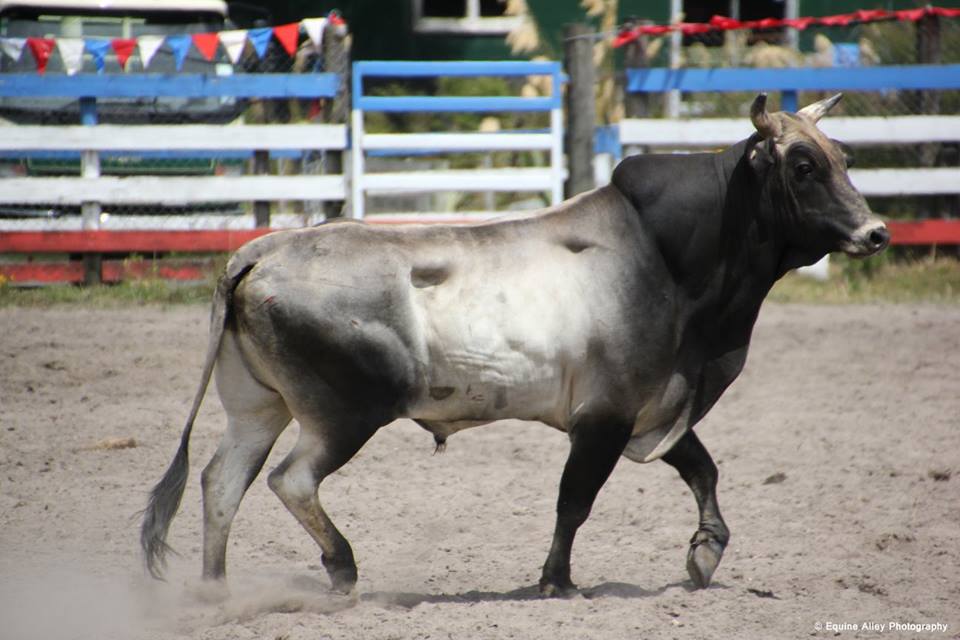 Warkworth Rodeo Club Inc | Warkworth