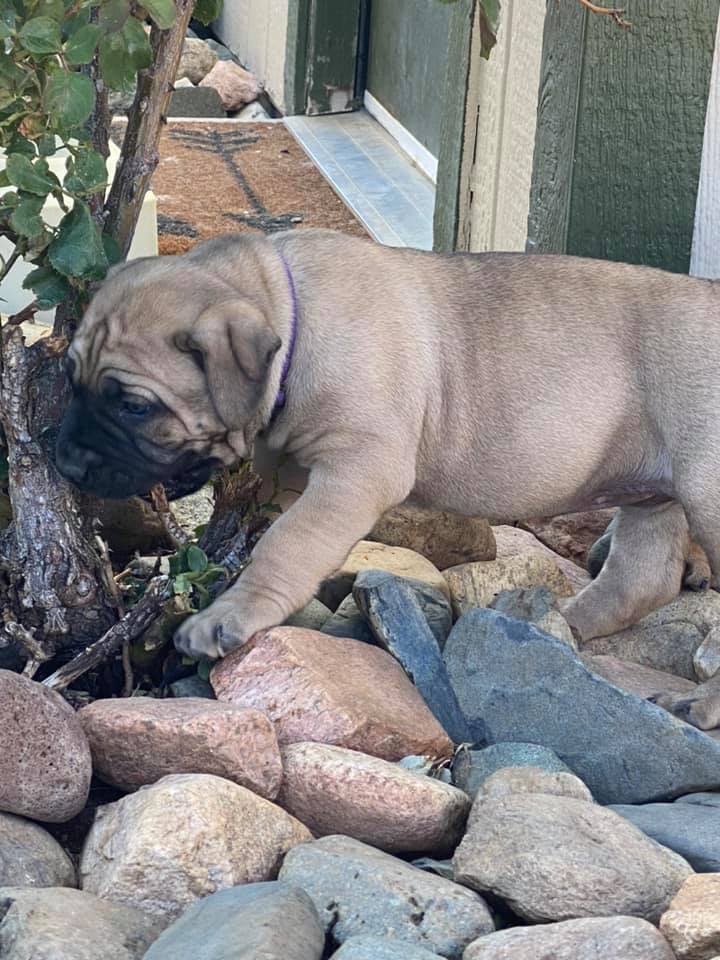 Braveheart Boerboels - 🎼look back it look back it 🎼 like mommy like son ...