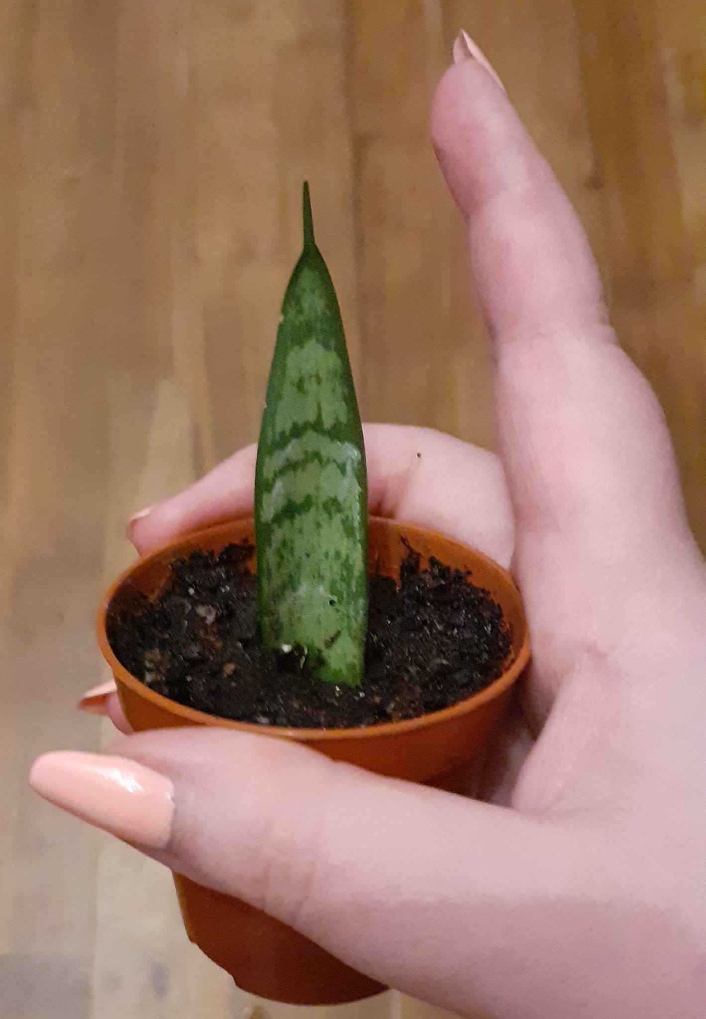 Sansevieria 'Green Ant '