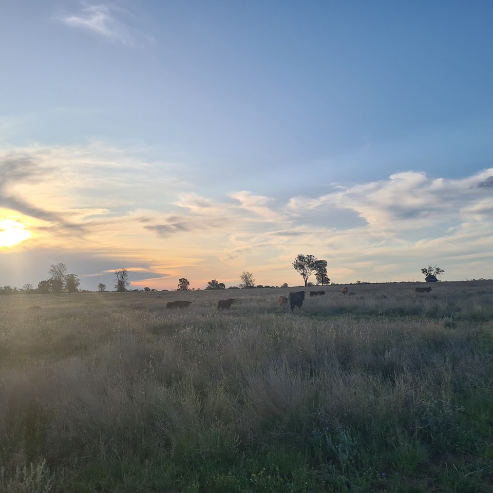 Newrybar Rugs | Yuleba QLD