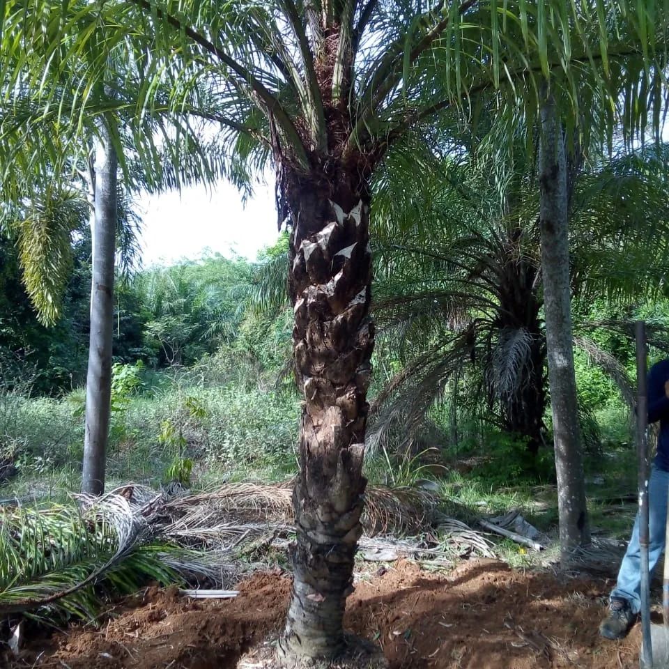 Vivero y Jardines L E G added a... - Vivero y Jardines L E G