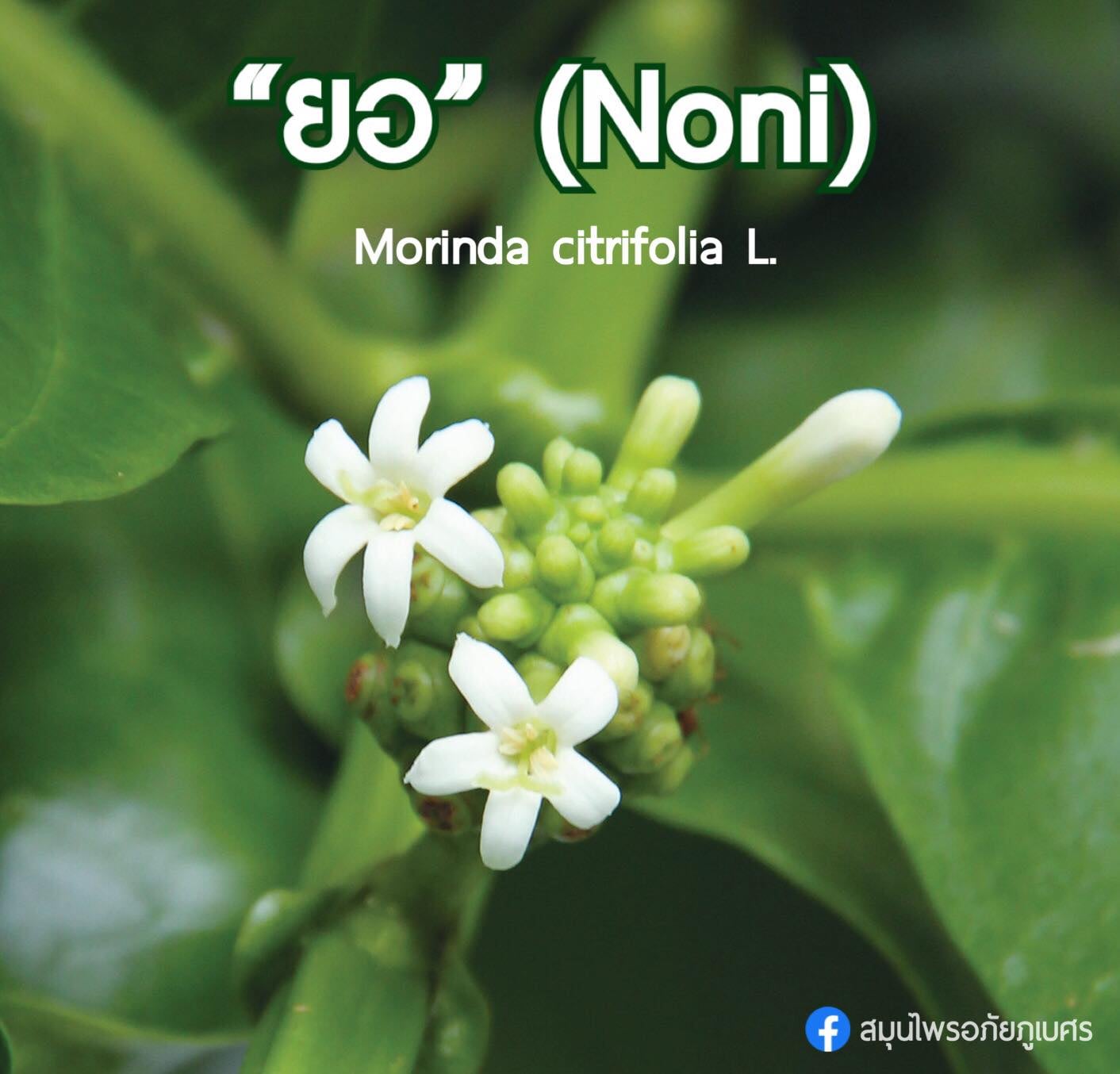 🟢 “ยอ” (Noni) ยาบำรุงข้อ... - สมุนไพรอภัยภูเบศรเชียงใหม่ | Facebook