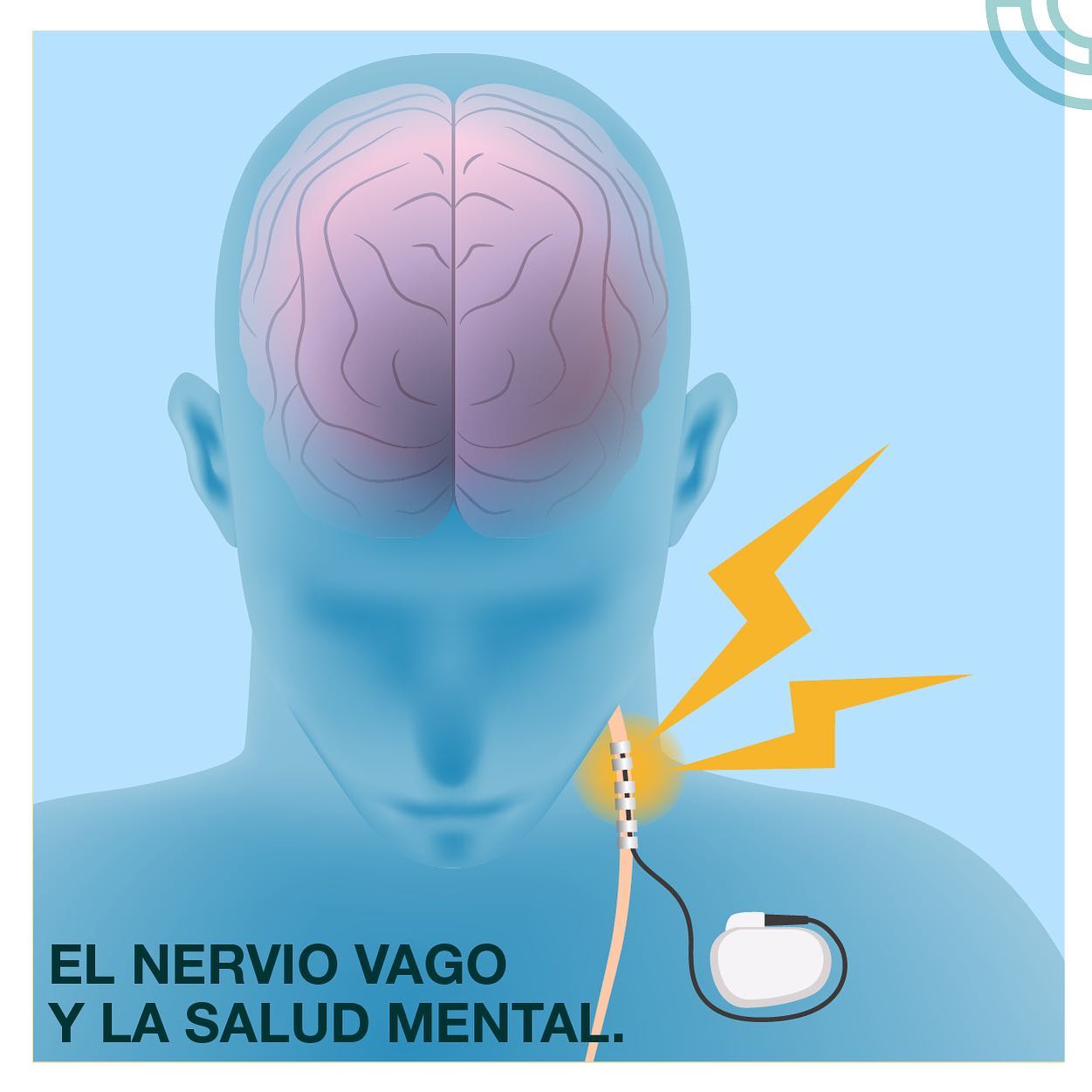 Bienesta - EL NERVIO VAGO Y LA SALUD MENTAL Se ha visto...