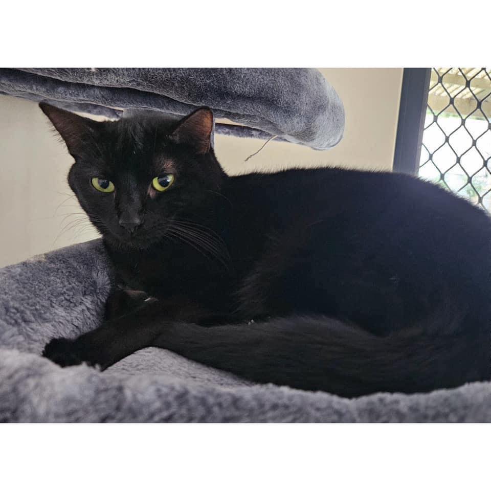 ~*FOSTER OR FOSTER VIEW TO ADOPT*~... - Perth Rescue Angels