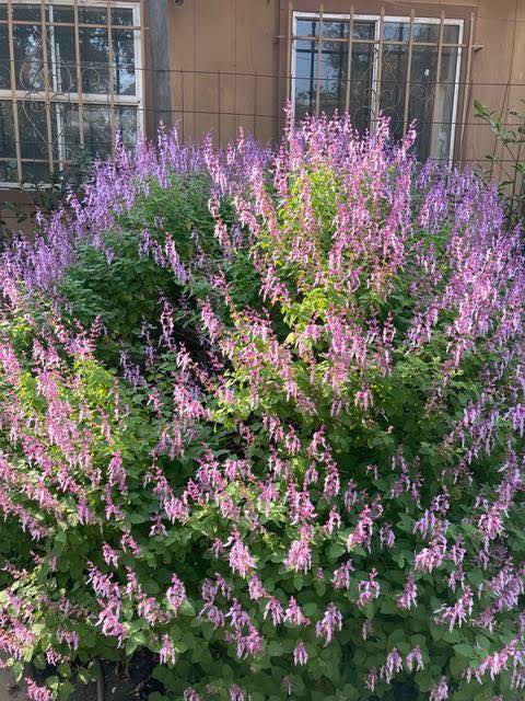 UC - September plant of the month: Ocimum labiatum, formerly ...