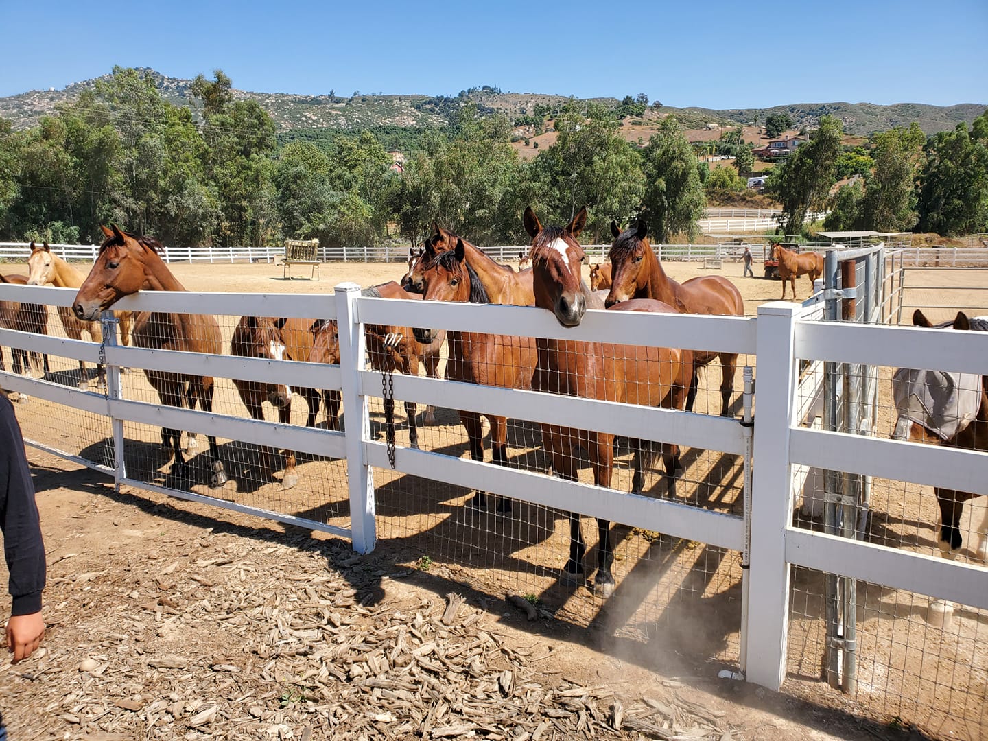 ERAF -... - ERAF - Equine Rescue and Adoption Foundation