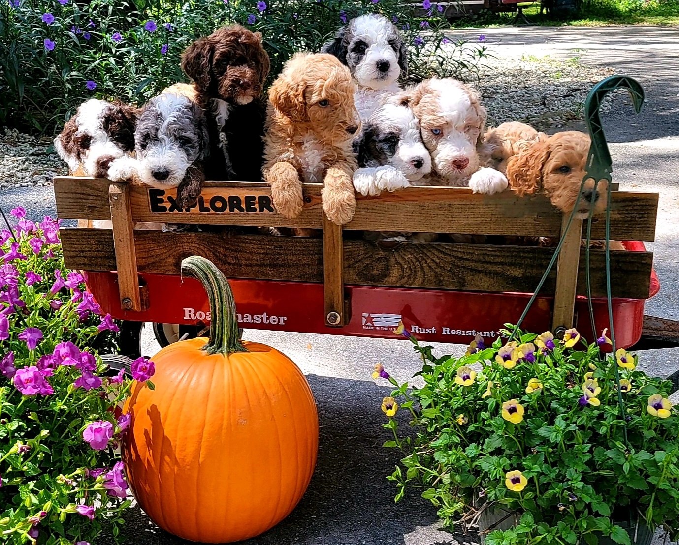 Golden feather farm of Doodles and Poodles