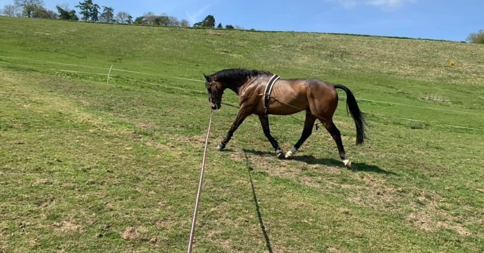 EquiAmi - The difference you’ll see in your horse when...